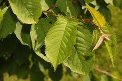 Prunus avium