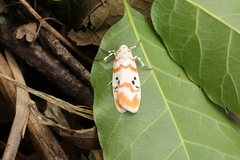 Cyana interrogationis