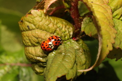 Harmonia axyridis