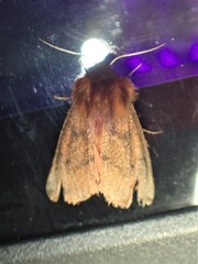 Phragmatobia assimilans