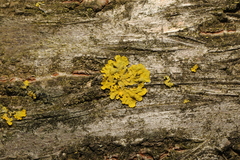 Xanthoria parietina