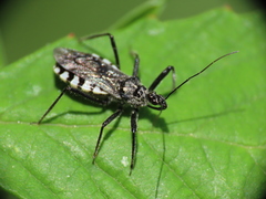 Sphedanolestes lividigaster