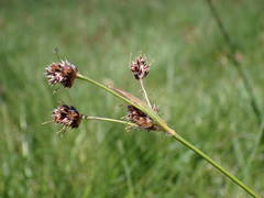 Luzula multiflora multiflora