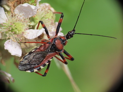 Rhynocoris cuspidatus