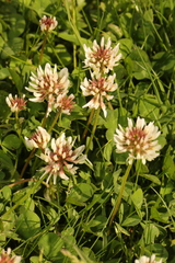 Trifolium repens