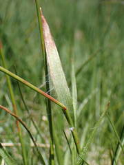 Luzula multiflora multiflora