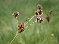 Luzula multiflora multiflora