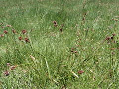 Luzula multiflora multiflora