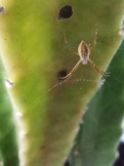 Araneidae