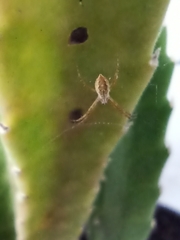 Araneidae