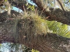 Tillandsia simulata