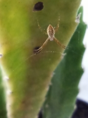 Araneidae