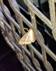 Palpita nigropunctalis