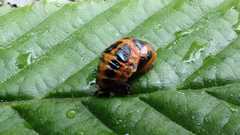 Harmonia axyridis
