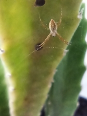 Araneidae