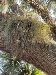 Tillandsia simulata