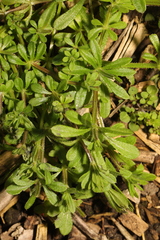 Galium aparine
