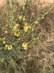 Verbascum sinuatum