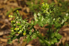 Senecio vulgaris