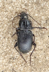 Pterostichus melas