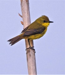 Subtropical Doradito photo 3