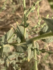 Verbascum sinuatum