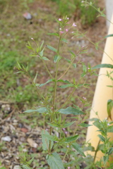 Epilobium montanum