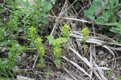Cruciata taurica