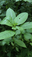 Impatiens glandulifera