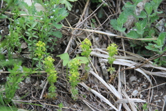 Cruciata taurica