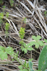 Cruciata taurica