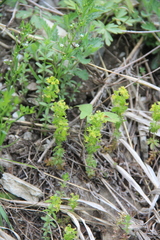 Cruciata taurica