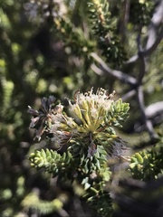 Agathosma roodebergensis