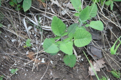 Salvia ringens