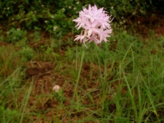 Liatris ohlingerae