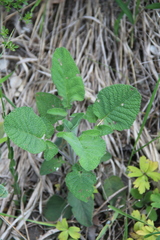 Salvia ringens