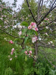 Malus domestica