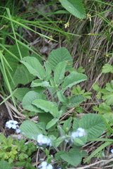 Salvia ringens