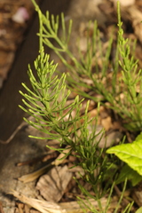 Equisetum arvense