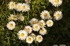 Bellis perennis