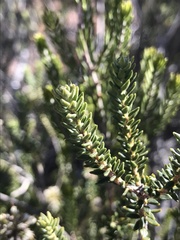 Agathosma roodebergensis