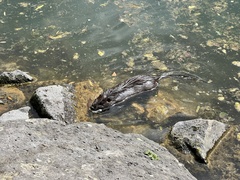 Myocastor coypus
