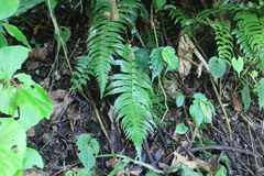 Polystichum lepidocaulon