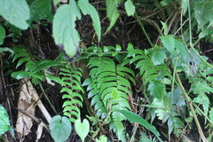Polystichum lepidocaulon