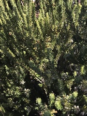 Agathosma roodebergensis