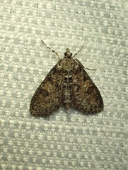 Palpita arsaltealis