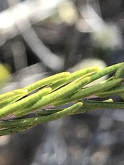 Agathosma roodebergensis