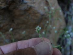Cryptantha echinella