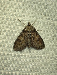 Palpita arsaltealis