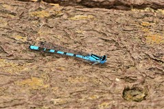 Enallagma cyathigerum